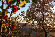 80 Bei esemplari di agrifoglio e quercia